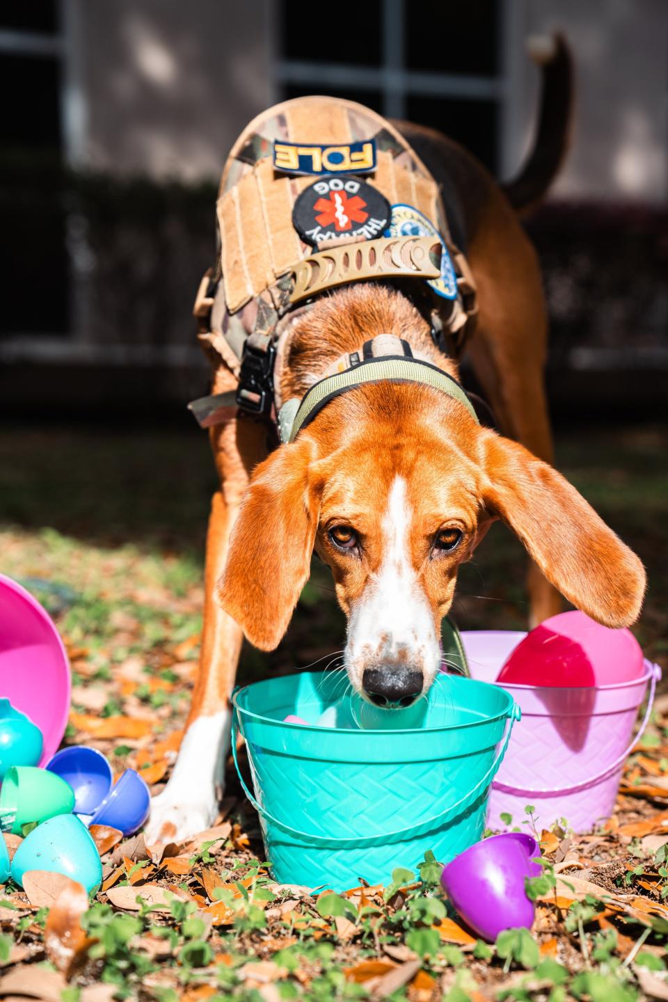 FDLE K-9s with Easter egg baskets