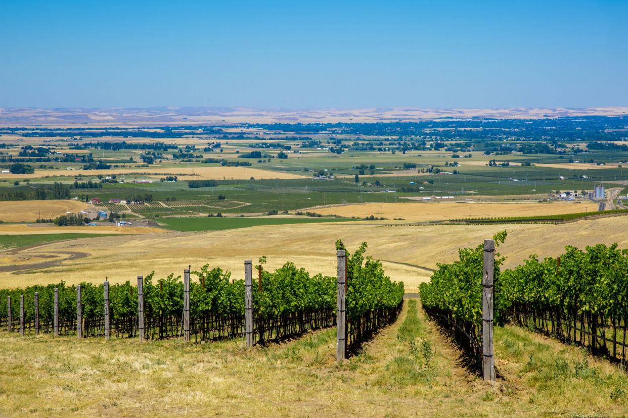 vinyard on hillside overlooking landscape in walla walla