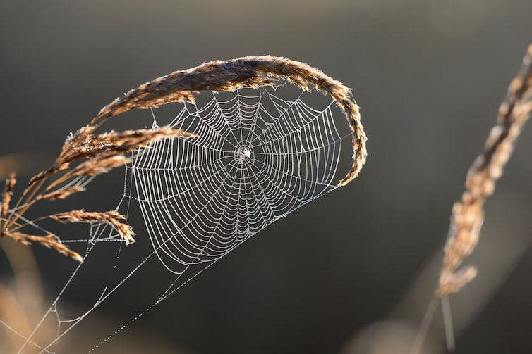 Beautiful spider web with water drops close-up