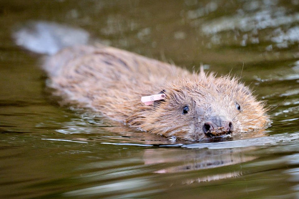 File photo dated 30/1/2020 of a beaver. A quarter of Britain's native mammal species, including red squirrels, wildcats and beavers, are at risk of extinction, a new assessment warns.