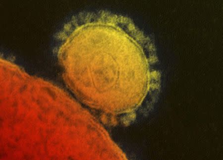 The Middle East respiratory syndrome (MERS) coronavirus is seen in an undated transmission electron micrograph from the National Institute for Allergy and Infectious Diseases (NIAID). REUTERS/National Institute for Allergy and Infectious Diseases/Handout via Reuters