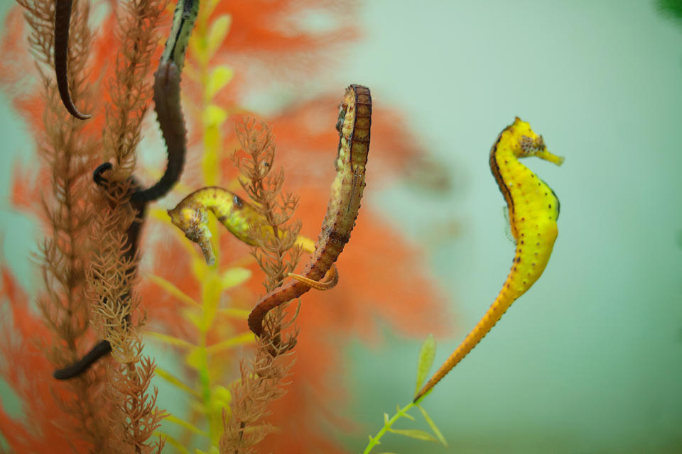 Seepferdchen in einem Aquarium. Ein Männchen und ein Weibchen paaren sich, während ein anderes Eier in seinem Beutel trägt