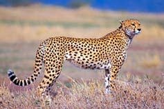 <span class="caption">No need to call the fire brigade.</span> <span class="attribution"><a class="link " href="https://www.shutterstock.com/image-photo/beautiful-cheetah-hunting-savannah-portrait-watching-1086005573?src=3bF9cYznFqve2pCWV6vf7Q-1-10&studio=1" rel="nofollow noopener" target="_blank" data-ylk="slk:rokopix/Shutterstock;elm:context_link;itc:0;sec:content-canvas">rokopix/Shutterstock</a></span>