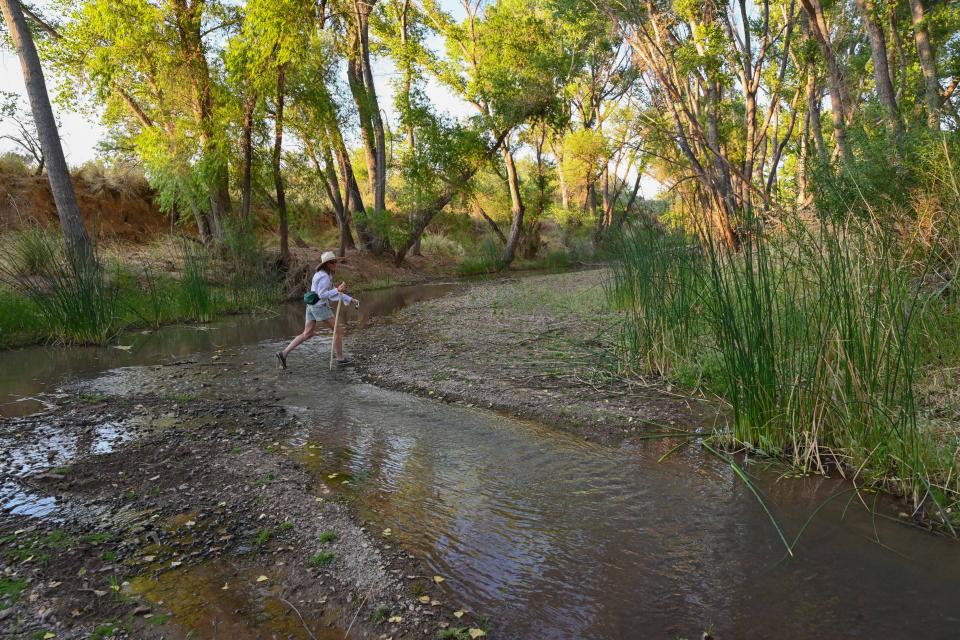 Sandy Anderson walks across a shallow stretch of the San Pedro River.