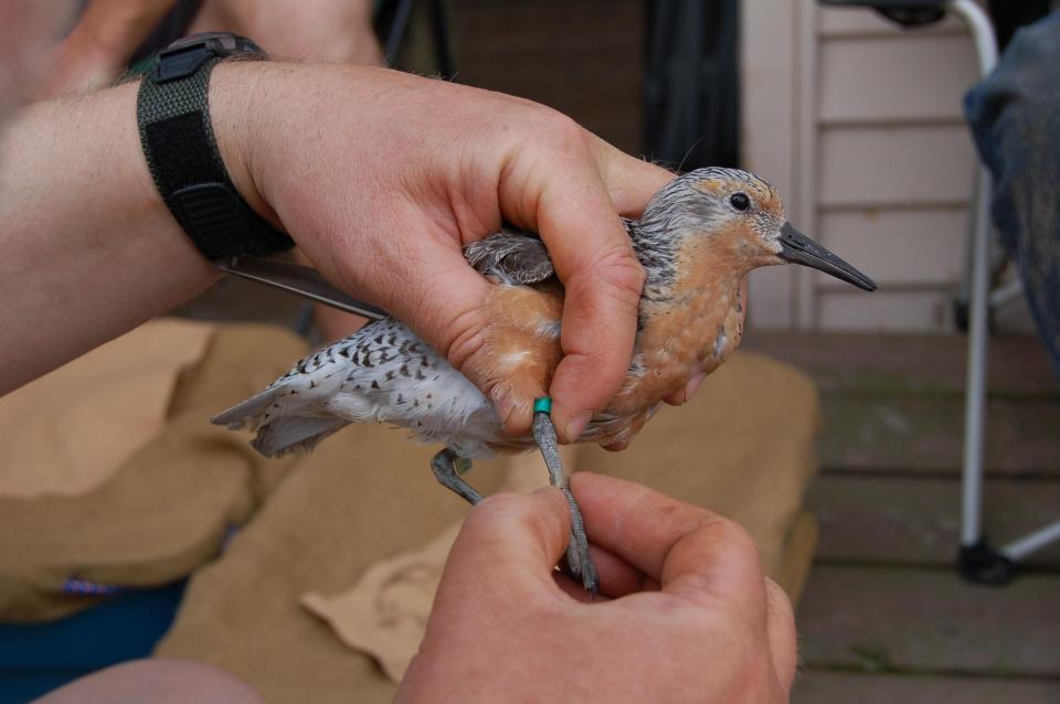 A red knot gets a leg band, which will allow scientists to monitor the movement of the bird.