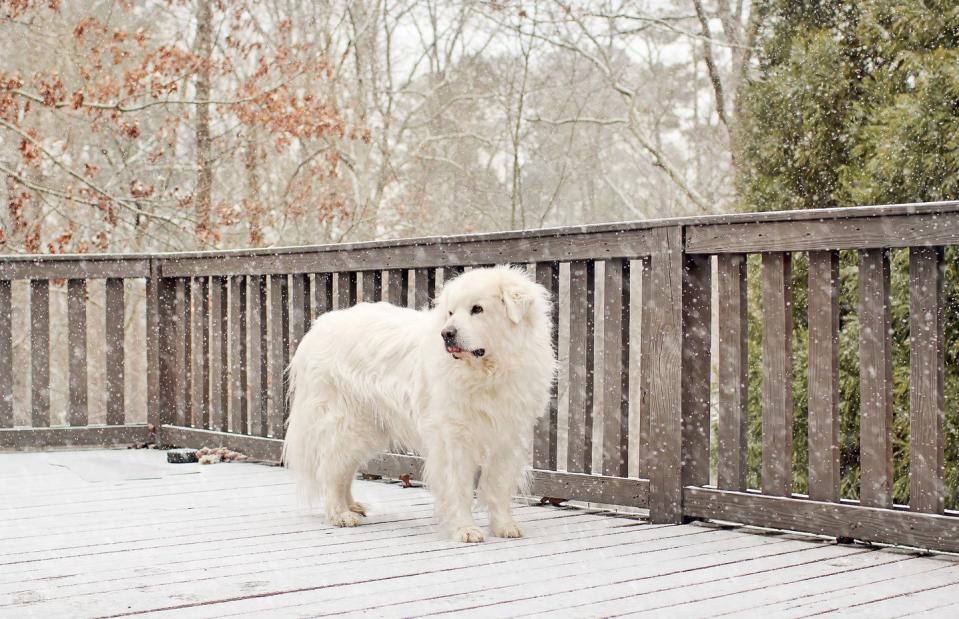 <p>This watchdog makes friends slowly and is very wary of strangers. Because of this, it's best as a one-family dog. It moves quietly with slow, deliberate movements, but it'll willingly pull carts or carry a pack for you. </p>