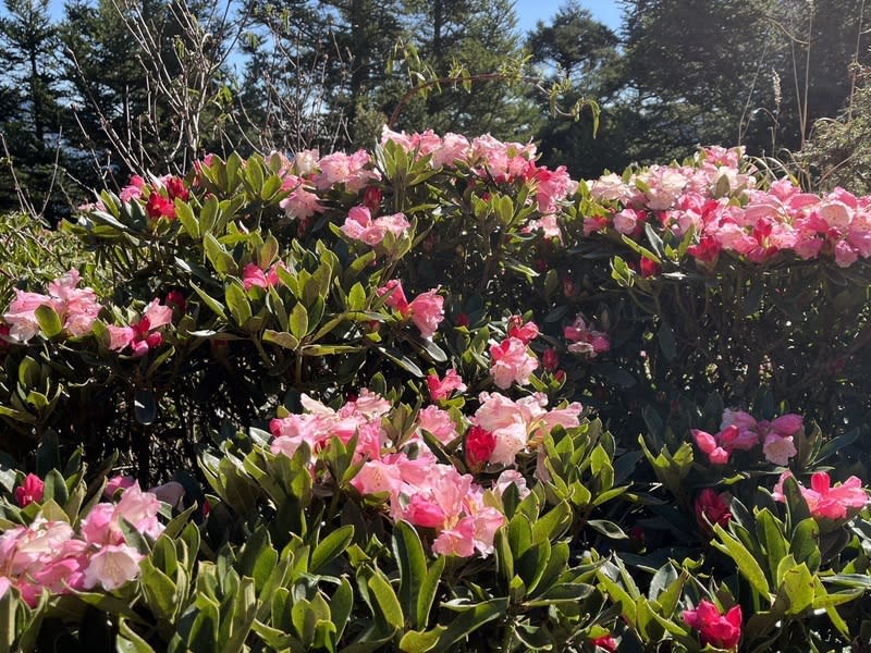 合歡山杜鵑花逐漸綻放 合歡山杜鵑花季高乘載、流量管制4月13日至6月16日 假日上午實施，公路局提醒，因4月3日花蓮地震影 響，山區易有無預警落石，且若降雨更易觸發落石， 非必要盡量避免進入山區。圖為合歡山近日花況。 （林業及自然保育署南投分署提供） 中央社記者蕭博陽南投縣傳真  113年4月12日 