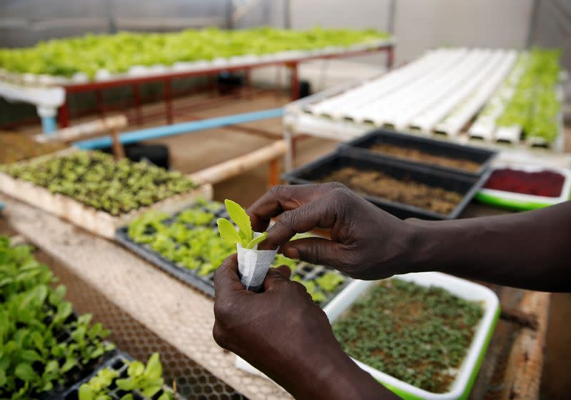 A worker places plants inside a hydroponic garden in Harare