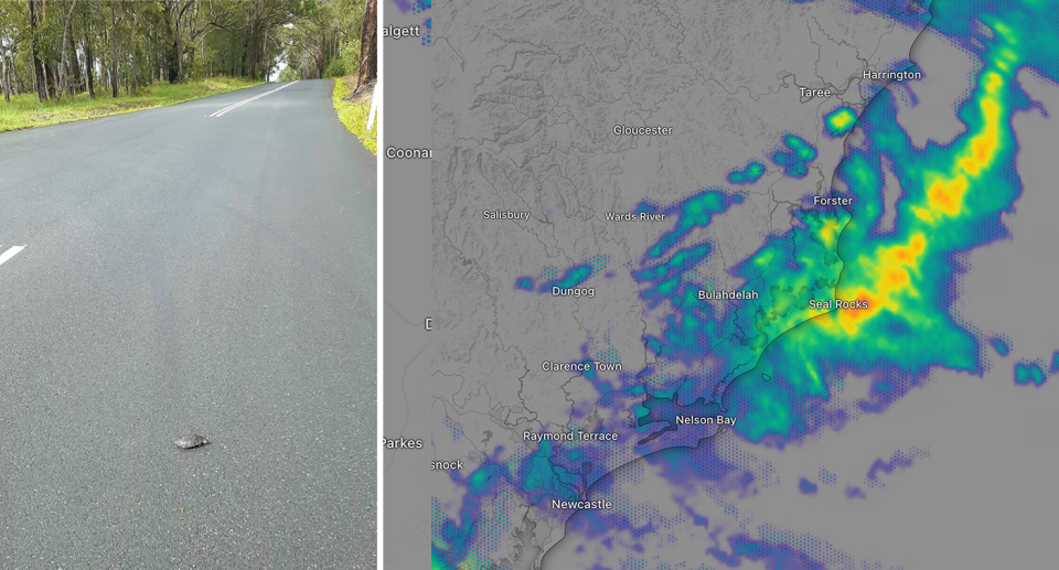 Left - a turtle crossing the road. Right - a map of Australia's east coast and predicted rain.