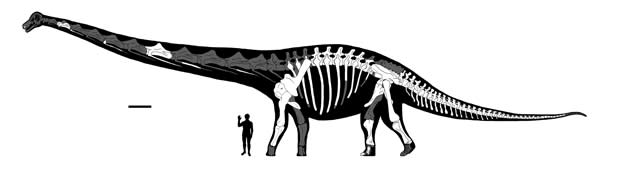 dreadnoughtus-proportions.jpg