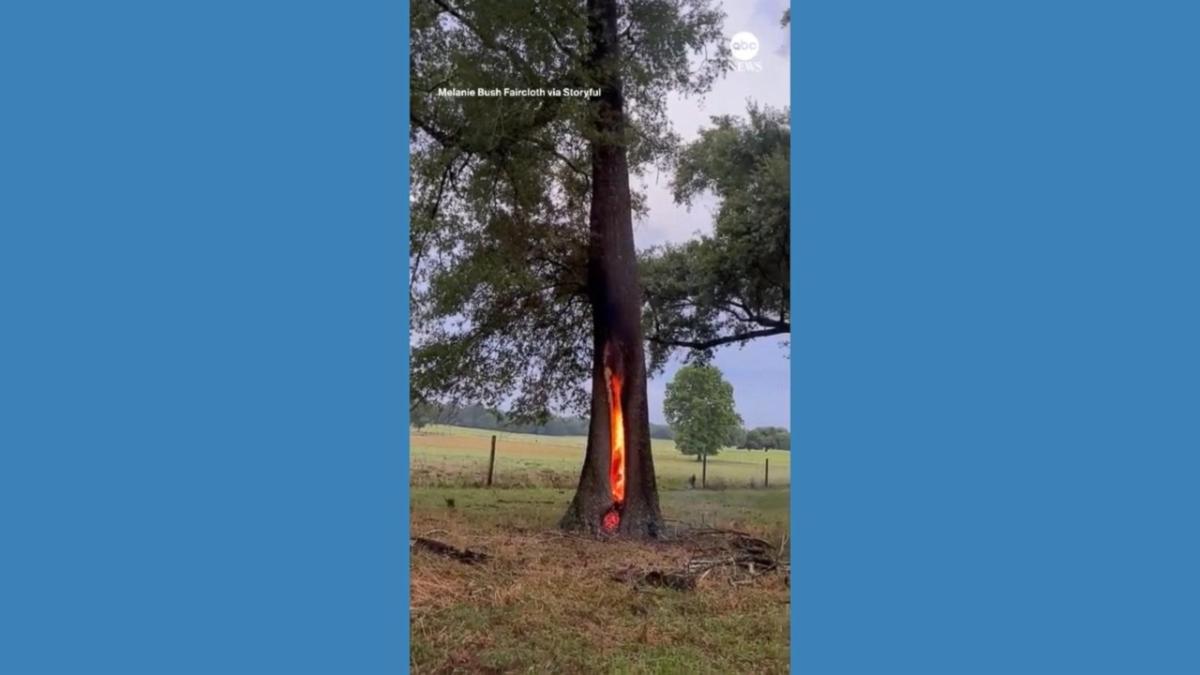 Tree Burns After Lightning Strike In Florida 