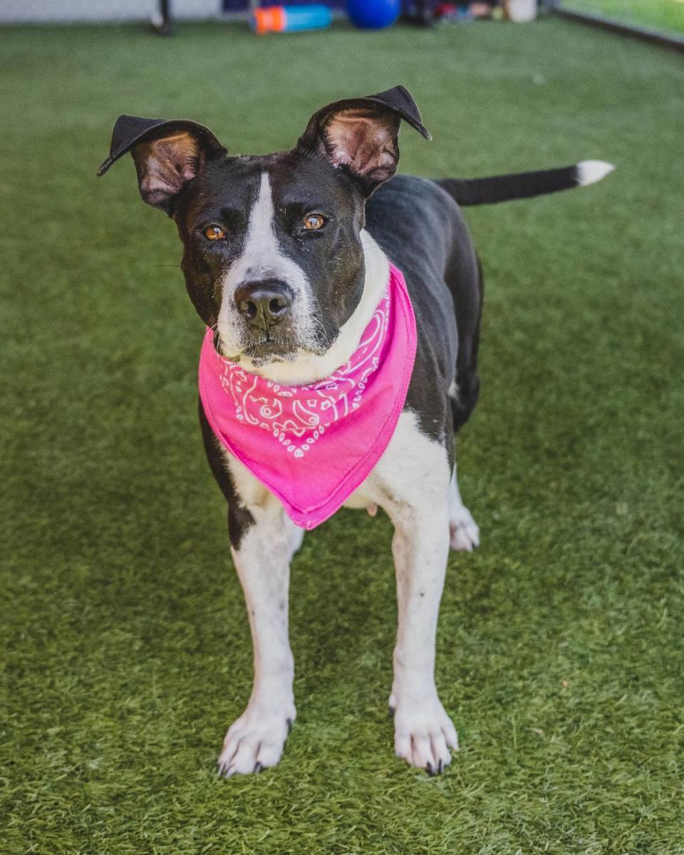 “Emily A2444665 is a beautiful 4-year-old girl with a charming personality. She is a gentle sweetheart who loves affection from her humans. She has participated in doggie playdates and is gaining more confidence every day. Emily arrived in March and would love to be your cuddle buddy.”