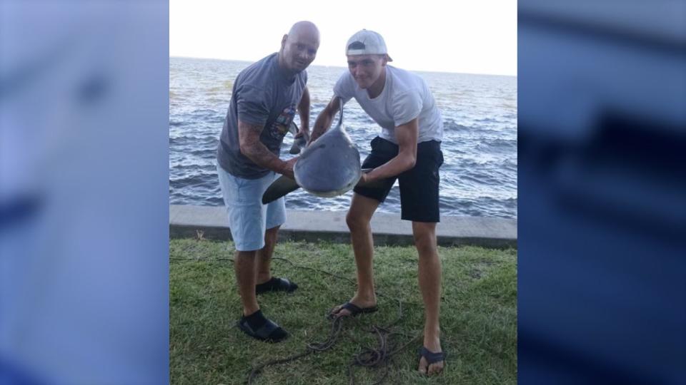 <div>A shark with an apparent deformation, which wildlife officials revealed was a form of scoliosis or spinal deformity affecting the vertebral column, was found in Titusville on June 3. (Photo: Brian Tittle)</div>