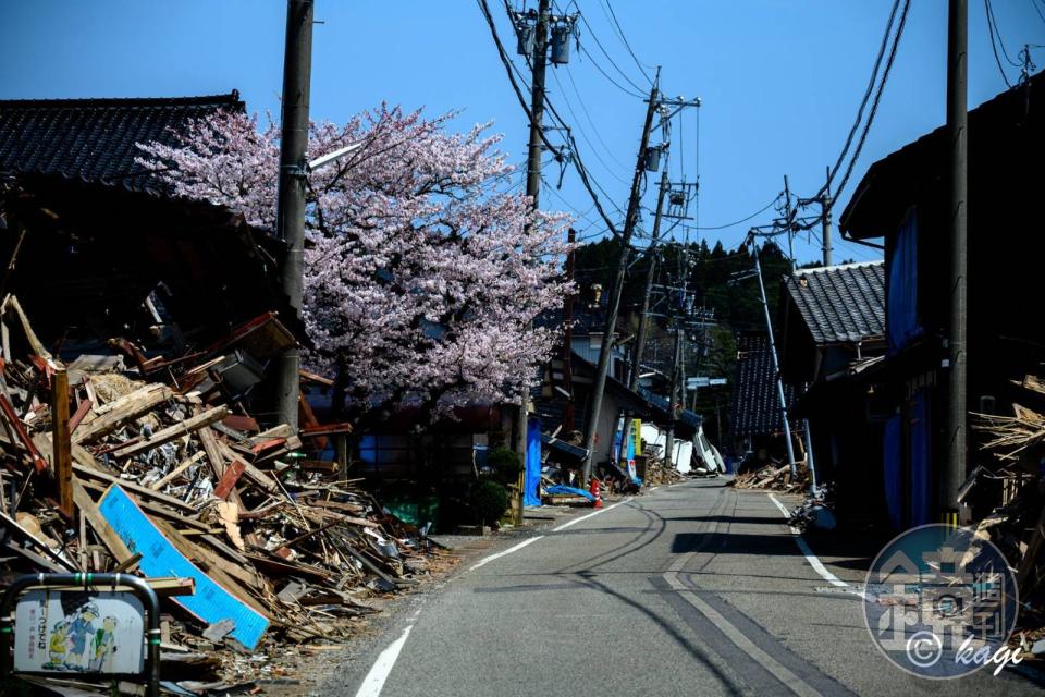 地震災區櫻花盛開，災民希望重建之路也能早日春暖花開。（鍵主哲提供）