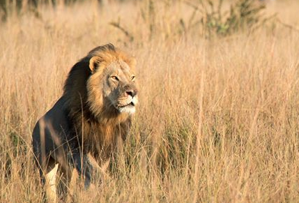 Xanda the lion (Bert Duplessis, http://www.fisheaglesafaris.com/)