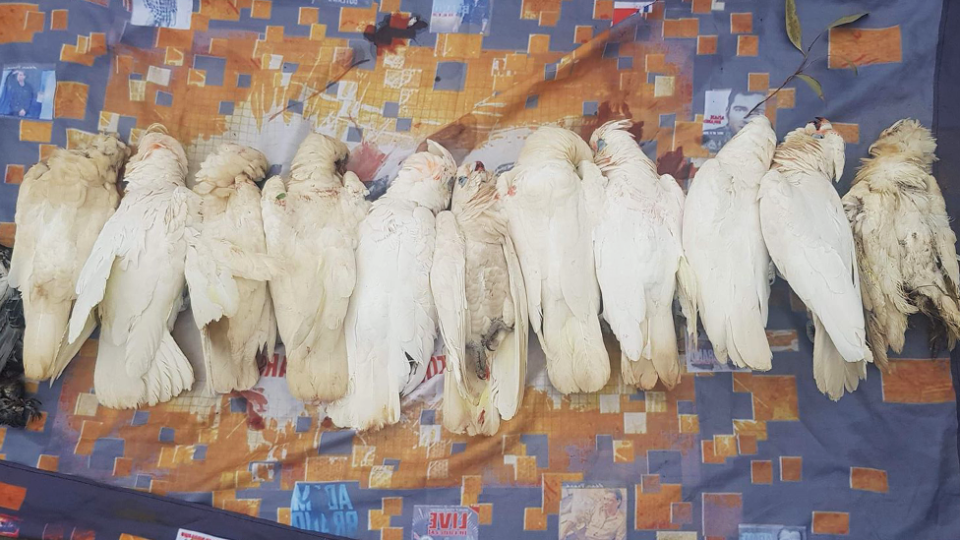 Eleven dead corellas lined up on a sheet. 