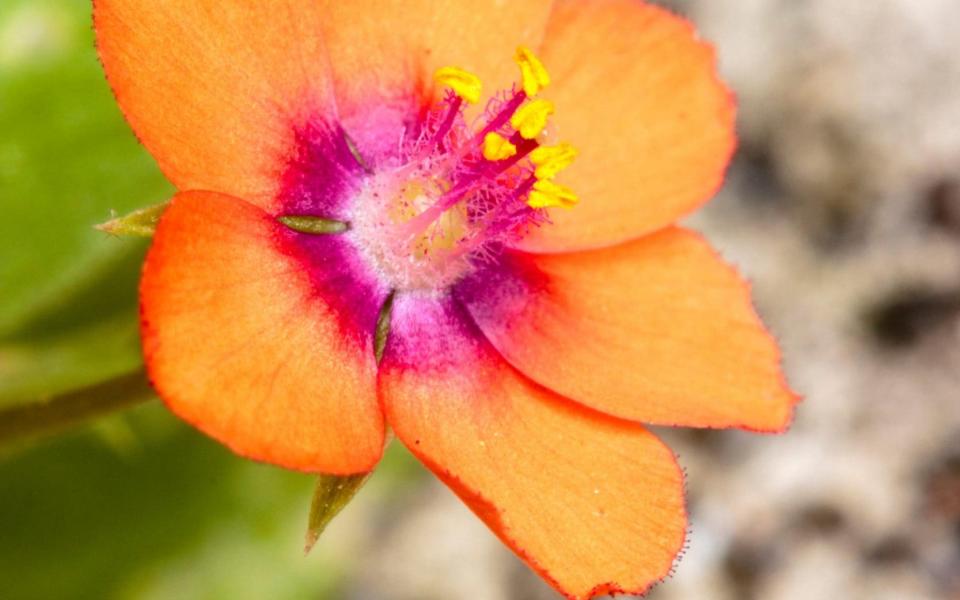  Scarlet Pimpernel, Anagallis arvensis - John Richmond 