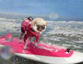 <p>Gidget, pug, surfing champion on her customized surfboard, Ocean Beach, San Diego, Calif. (Photograph by Lara Jo Regan) </p>