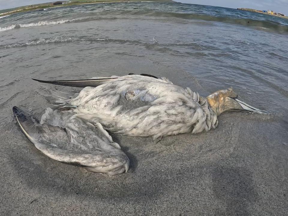 A dead gannet on a beach in Shetland (RSPB Scotland)