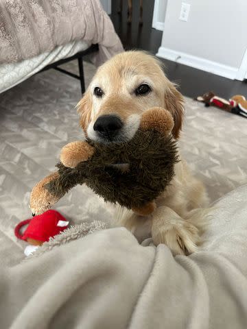 <p>Lindsay Paluba</p> Kit the Golden Retriever with one of her new toys