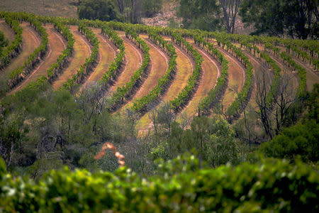 FILE PHOTO: Vines can be seen in a paddock at Petersons Winery in the Hunter Valley, located north of Sydney in Australia, February 14, 2018. REUTERS/David Gray/File Photo