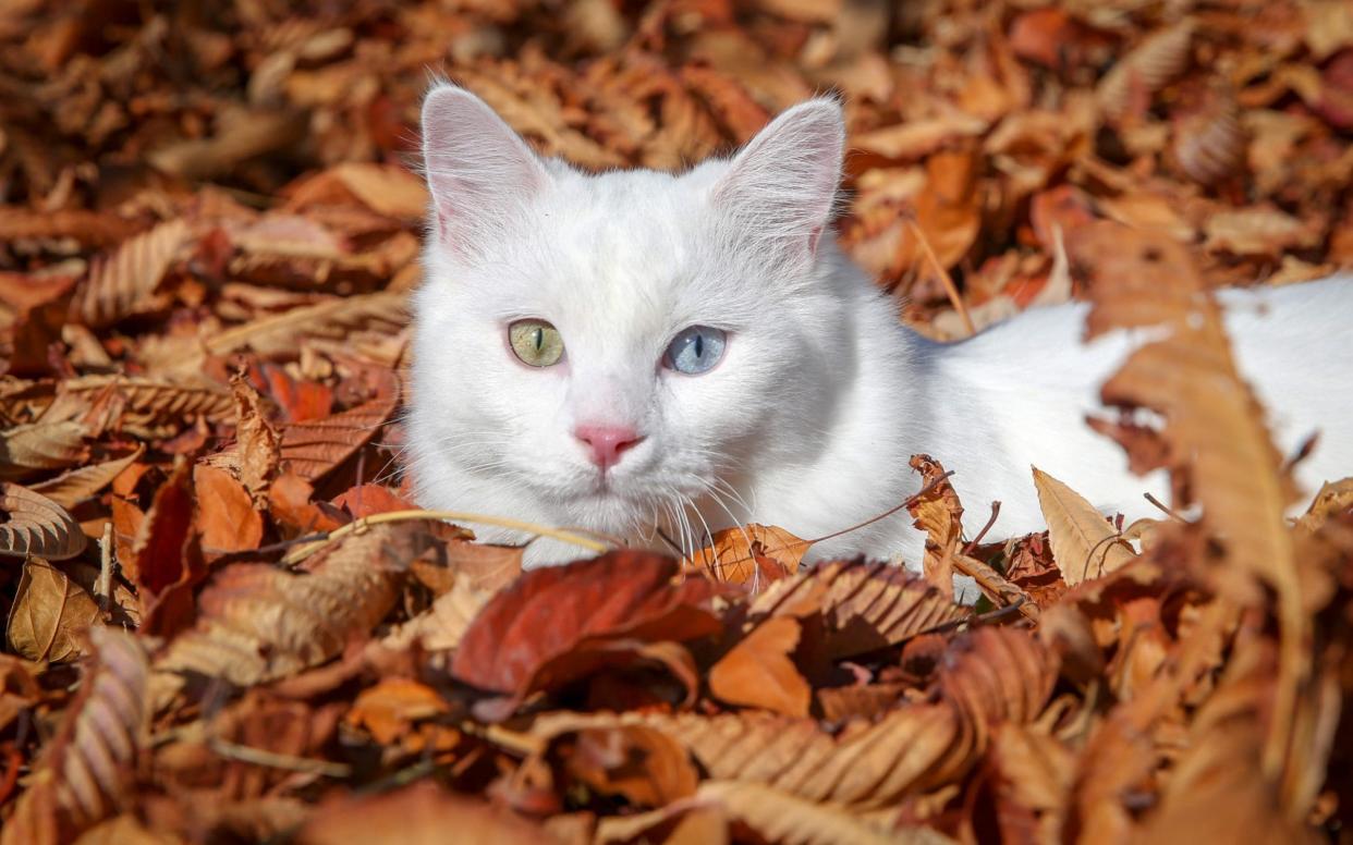 Some owners do not mind if their cats kill birds - Anadolu Agency