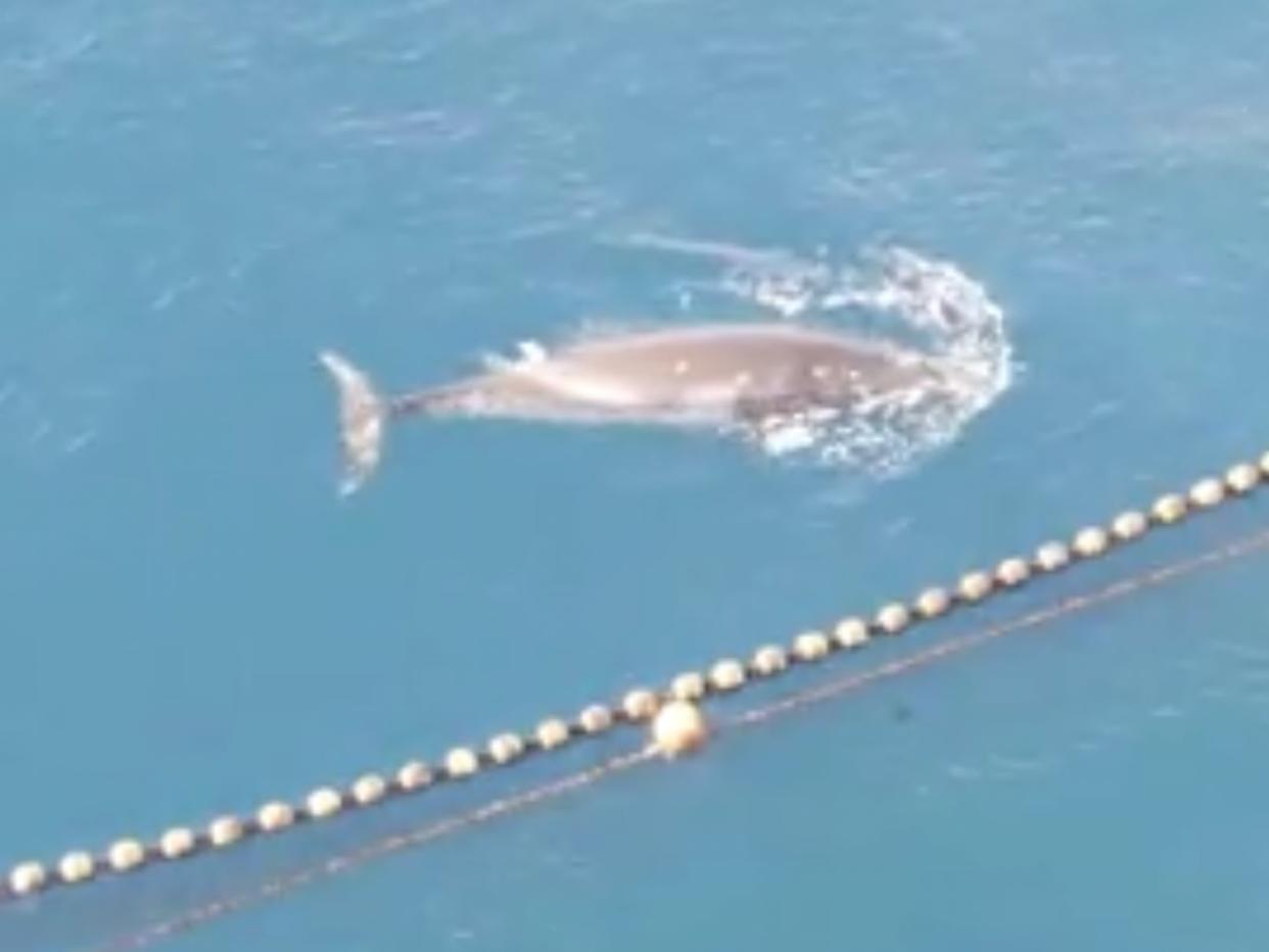 The minke whale had been trapped since Christmas Eve, when fishers trapped it as a bycatch  (LIA)