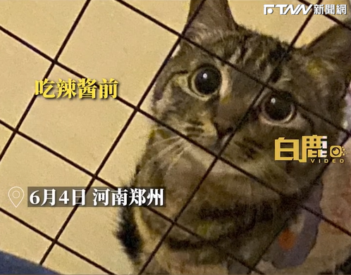 貓咪偷吃辣火雞麵之前有著無辜大眼。（圖／微博）