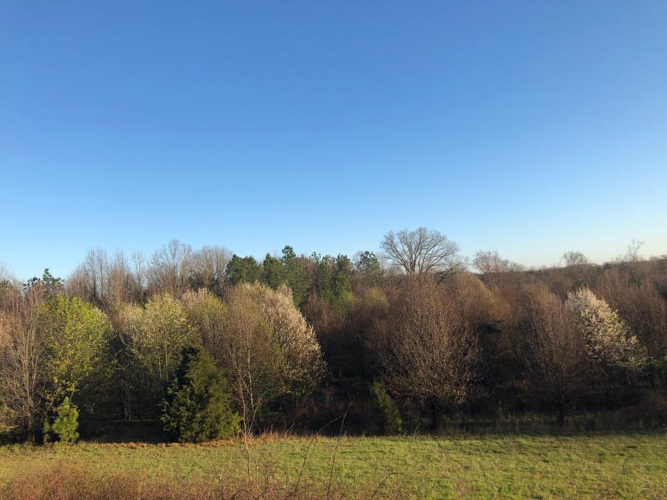 Callery pear trees in the landscape in Irmo, South Carolina, on March, 20, 2024.