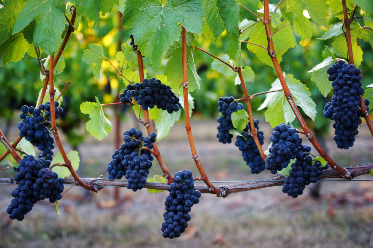 Whether it’s red, white, or sparkling, the wines of Oregon have it all.