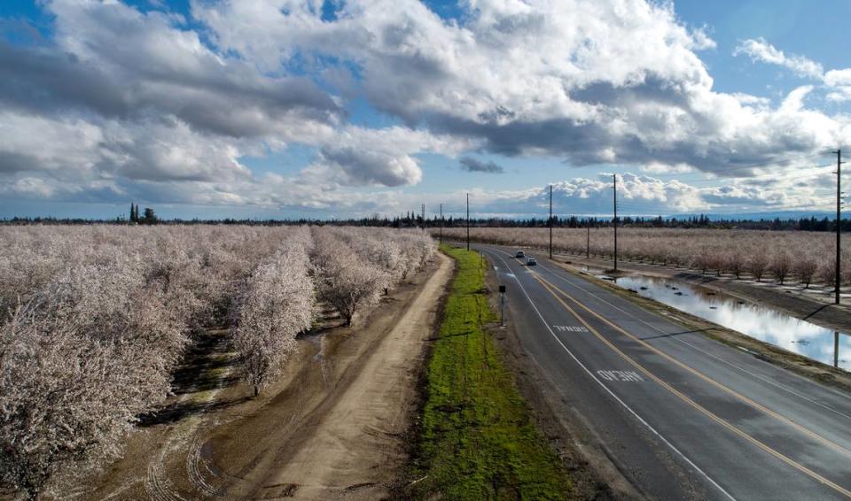 Almond trees in full bloom on Carver Road in Modesto, Calif., Saturday, March 4, 2023.