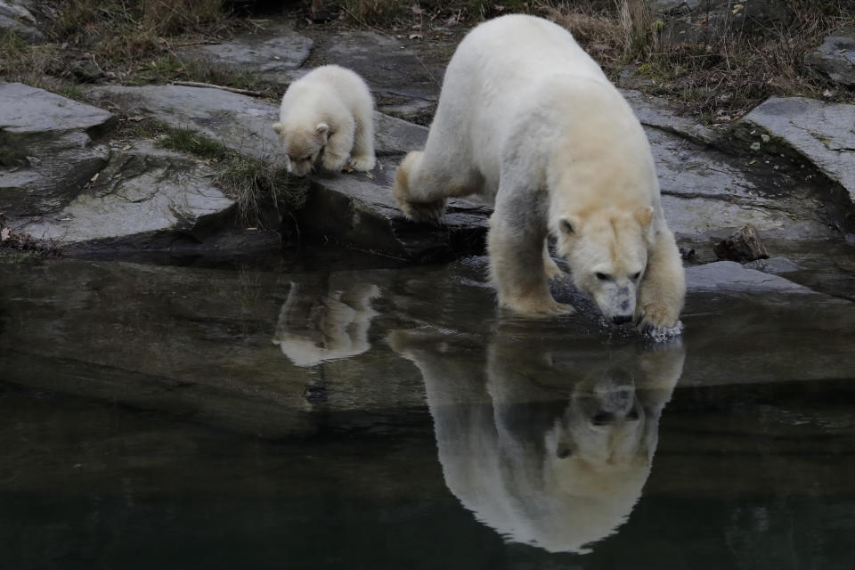 A female polar bear baby walks with its mother Tonja through their enclosure at the Tierpark zoo in Berlin, Friday, March 15, 2019. The still unnamed bear, born Dec. 1, 2018 at the Tierpark, is presented to the public for the first time. (AP Photo/Markus Schreiber)