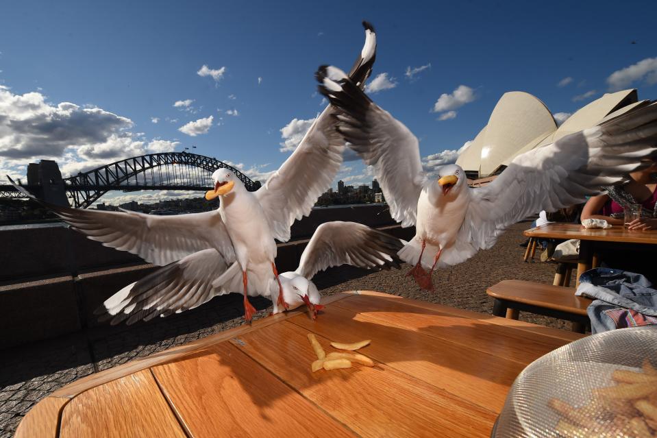 Two seagulls grab chips at Sydney's Opera Bar. Source: Getty