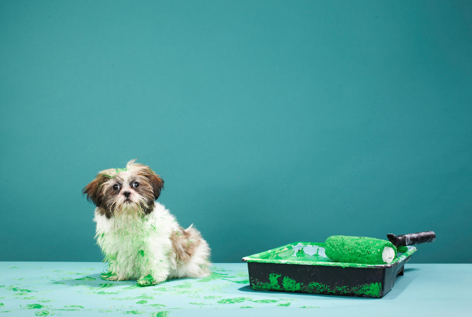 A small dog sits next to an overturned paint tray with green paw prints around