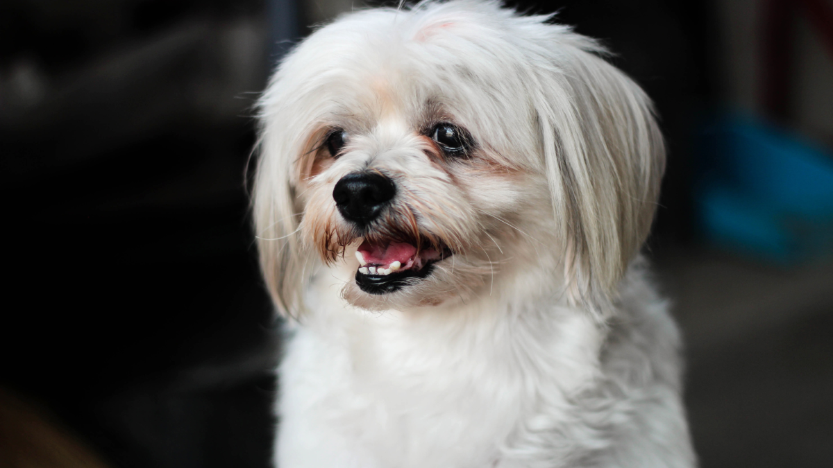 The Shih-Tzu comes in at number 10. <p>Shutterstock</p>