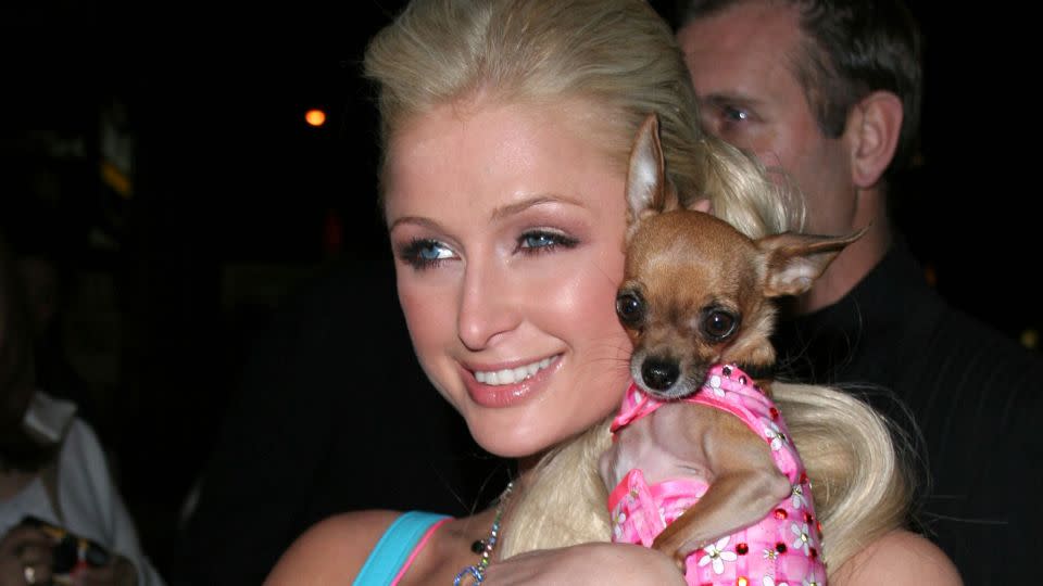 Paris Hilton photographed with one of her chihuahuas at an SNL afterparty in 2005. - James Devaney/WireImage/Getty Images