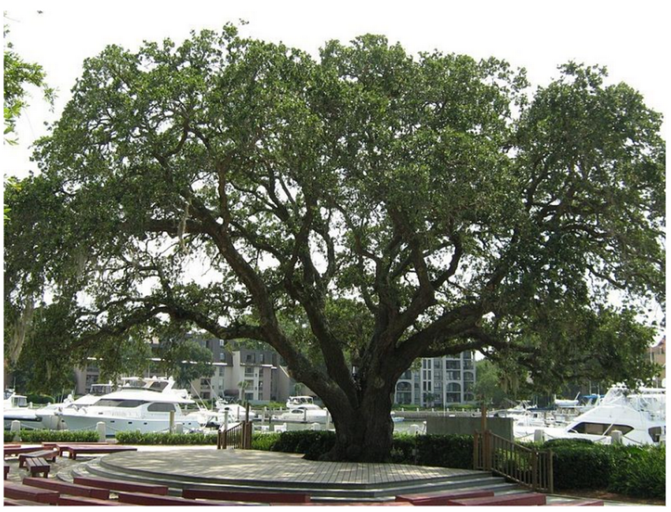 Liberty Oak