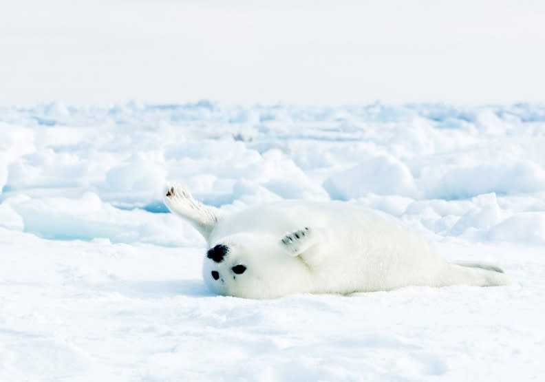 生活在格陵蘭島東岸極地的豎琴海豹，岸上的浮冰剛好是最佳育兒所。BBC Earth
