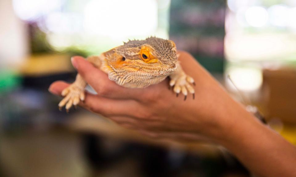 The City of Atlantic Beach hosts Wild Wonders: Dinosaurs Among Us on April 30 at Dutton Island Pavilion. The show features local and exotic reptiles for folks of all ages.