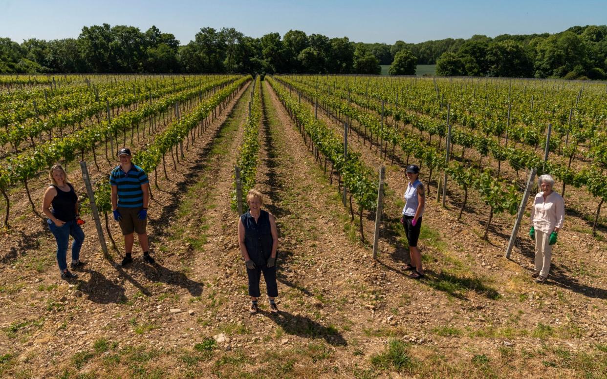 Barbara Laithwaite (centre) and volunteers at Wyfold Vineyard - Andrew Crowley/The Telegraph