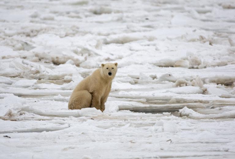 A polar bear sits on the frozen Hudson Bay next to a hole in the ice and close to the shore waiting for a seal meal, near Churchill, Mantioba, Canada