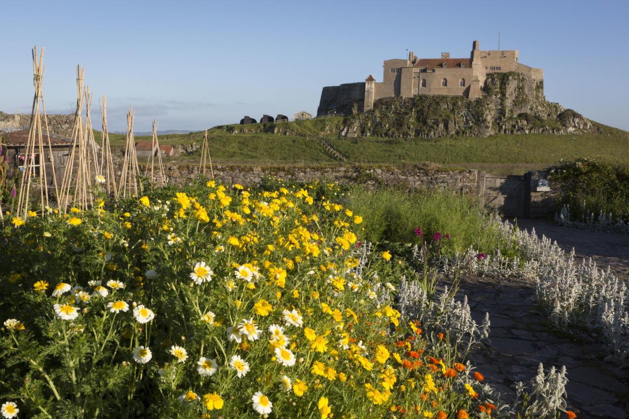 Chrsanthemum coromarium flowers in the National Trust's Gertrude Jekyll walled garden and Lindisfarne Castle on Holy Island, on 27th June 2019, on Lindisfarne Island, Northumberland, England. The Holy Island of Lindisfarne, also known simply as Holy Island, is an island off the northeast coast of England. Holy Island has a recorded history from the 6th century AD; it was an important centre of Celtic and Anglo-saxon Christianity. After the Viking invasions and the Norman conquest of England, a priory was reestablished. (Photo by Richard Baker / In Pictures via Getty Images Images)