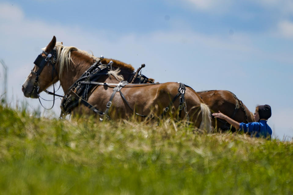 A woman in Amish country prepare a horse team to work on a farm in Pulaski, Pa., Wednesday, June 23, 2021. The vaccination drive is lagging far behind in many Amish communities across the U.S. following a wave of virus outbreaks that swept through their churches and homes during the past year. ​(AP Photo/Keith Srakocic)