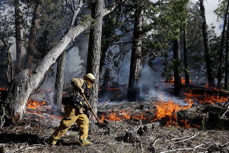 A firefighter monitors a wildfire as it spreads to the road near Jenks Lake in the San Bernardino National Forest, California, June 18, 2015. REUTERS/Lucy Nicholson