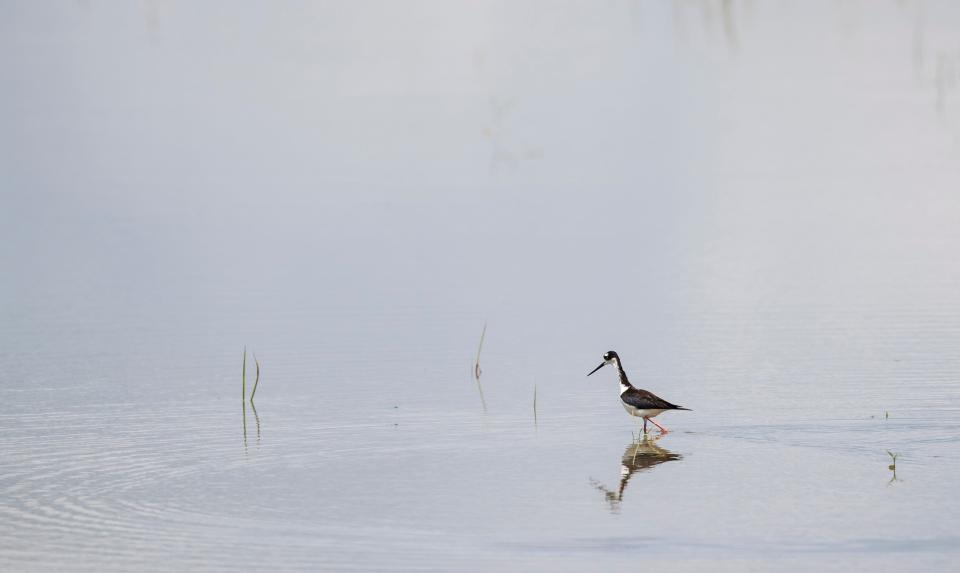 A black-necked stilt feeds at the bottom of the C-43 Caloosahatchee Reservoir being built on State Road 80 near the Lee/Hendry County border. When the project is completed, the reservoir will be filled with water to help with Lake Okeechobee storage and runoff.  