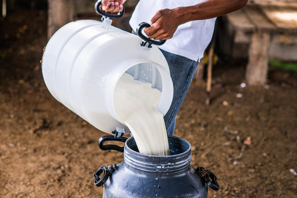 Worker depositing cow's milk in a gallon.