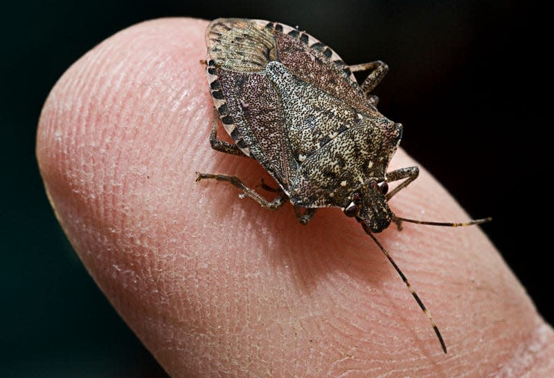 Brown Marmorated Stink Bug