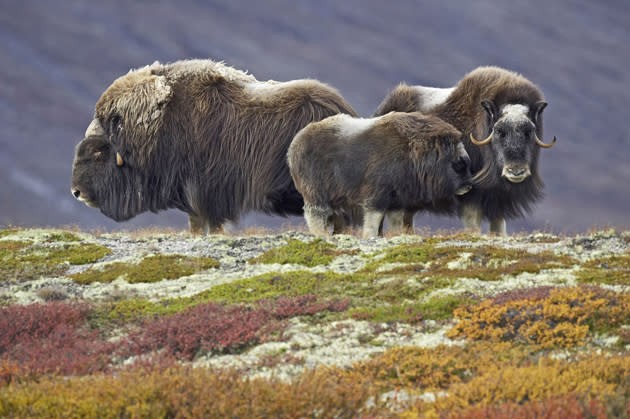 <b>Frozen Planet, BBC One, Wed, 9pm</b><br><b>Episode 4</b><br><br>Muskox (Ovibos moschatus) family group in tundra landscape, autumn, Canadian Arctic. Musk ox are Arctic residents and are uniquely adapted to withstand the ferocious Arctic winters with a double layer of fur.