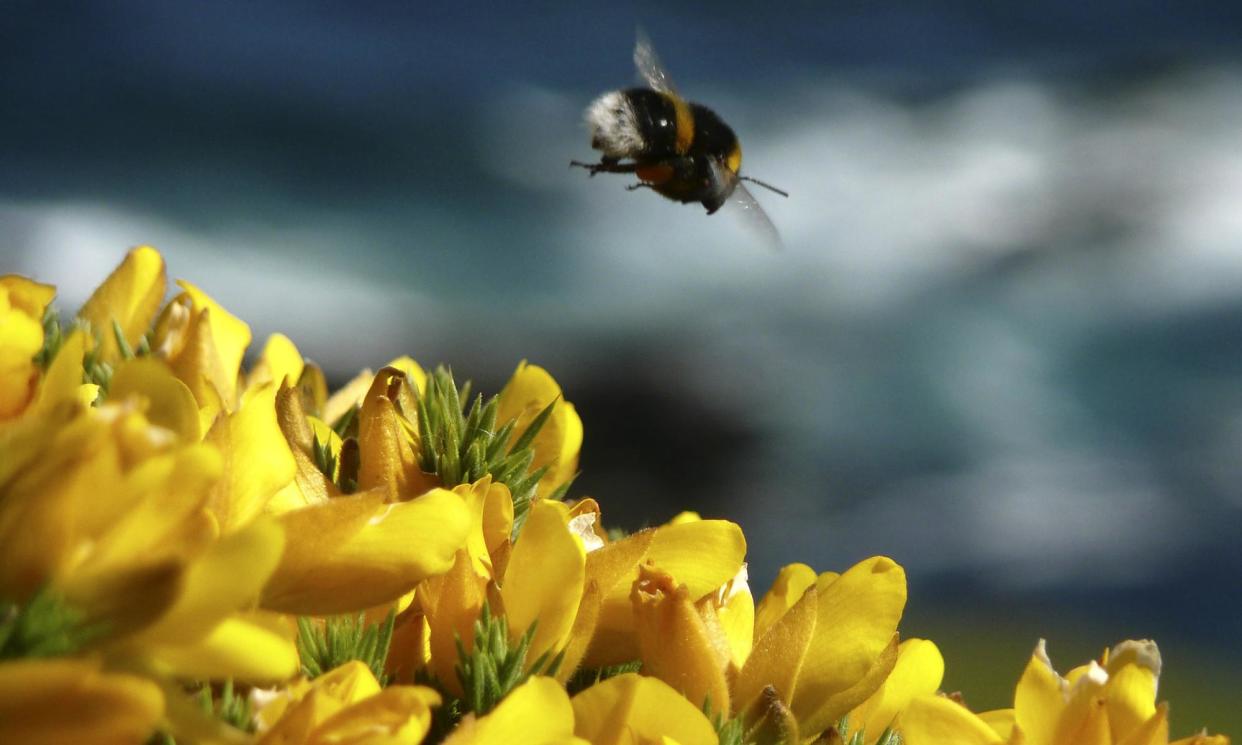 <span>A bumble bee hovers over gorse in Devon, south-west England. A citizen science project monitoring flying insects in the UK found a 60% decline between 2004 and 2021.</span><span>Photograph: Odd Andersen/AP</span>