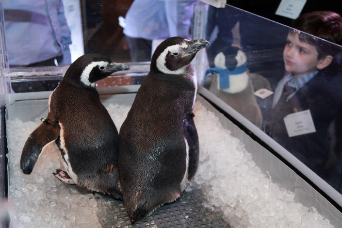 NEW YORK, NY - MARCH 08: SeaWorld penguins Pete and Penny are displayed at the after party for the "Frozen Planet" premiere at Alice Tully Hall, Lincoln Center on March 8, 2012 in New York City. (Photo by Astrid Stawiarz/Getty Images)